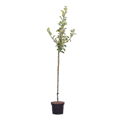 Appelboom 'Benoni' halfstam