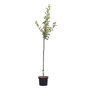 Appelboom 'Benoni' halfstam