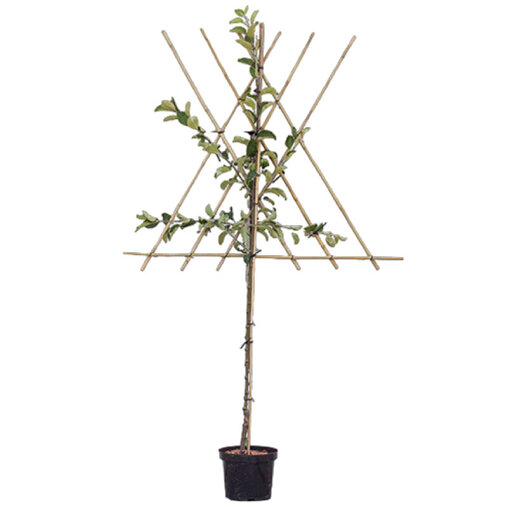 Lei apelboom 'Benoni'