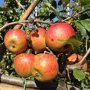 Appelboom 'Cox's Orange Pippin' vruchten