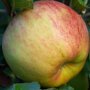 Appelboom 'Elstar' vrucht