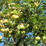Appelboom 'Elstar' vruchten