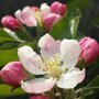 Appelboom 'Elstar' bloesem