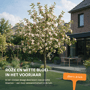 Appelboom 'Elstar' groot