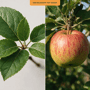 Appelboom 'Elstar' groot