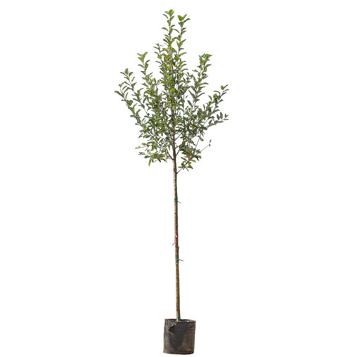 Appelboom 'Elstar' groot