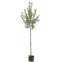 Appelboom 'Elstar' groot