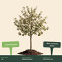 Appelboom 'Elstar' groot
