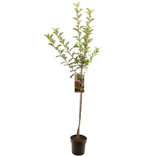 Appelboom 'Elstar' halfstam