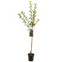 Appelboom 'Elstar' halfstam