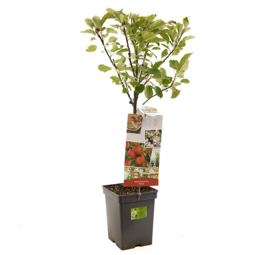 Appelboom 'Elstar' patio