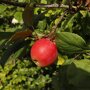 Appelboom 'Elstar' vrucht