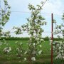 Appelboom 'Jonagold' bloesem