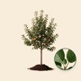 Appelboom 'Jonagold' groot