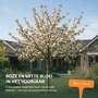 Appelboom 'Jonagold' groot