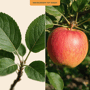 Appelboom 'Jonagold' groot