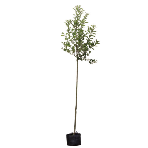 Appelboom 'Jonagold' groot