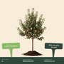 Appelboom 'Jonagold' groot