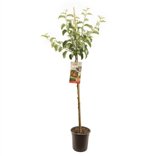 Appelboom 'Jonagold' halfstam