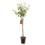 Appelboom 'Jonagold' halfstam