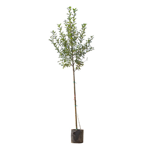 Appelboom 'Jonagold' hoogstam