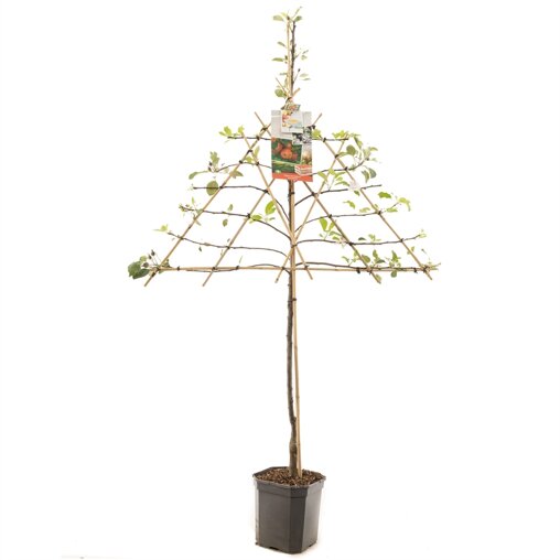 Lei appelboom 'Jonagold'