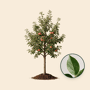 Appelboom 'Jonagold' oude boom