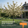 Appelboom 'Jonagold' oude boom