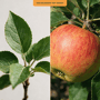 Appelboom 'Jonagold' oude boom