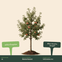 Appelboom 'Jonagold' oude boom