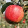 Appelboom 'Jonagold' vrucht