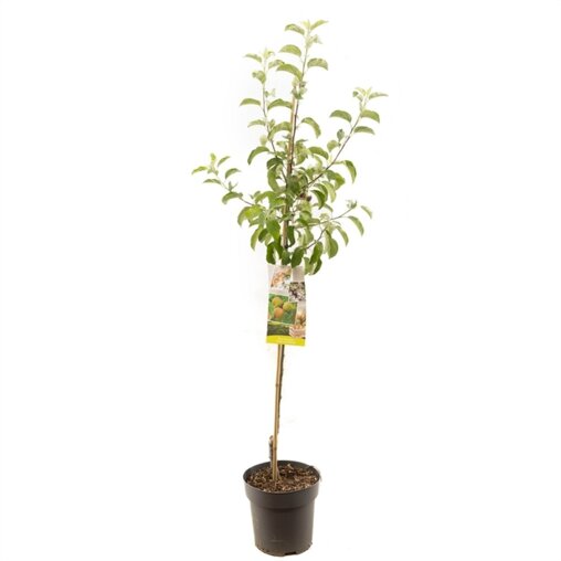 Appelboom 'Schone van Boskoop' halfstam