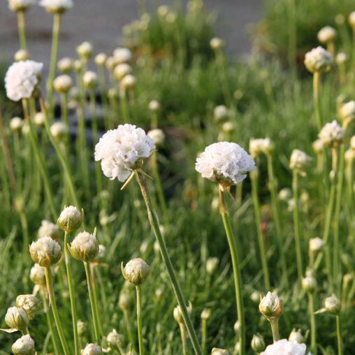 Engels gras wit detail