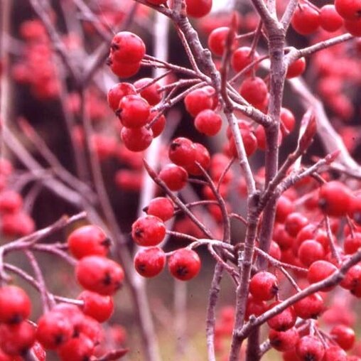 Aronia arbutifolia 'Brilliant'