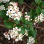 Aronia melanocarpa