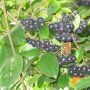 Aronia melanocarpa