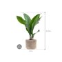 Aspidistra elatior in Terra Cotta afmeting