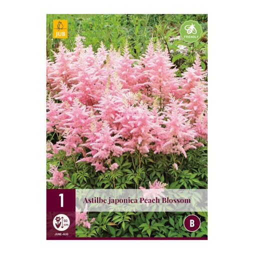 Pluimspirea bol Peach Blossom (zak van 1 stuk)