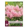 Pluimspirea bol Peach Blossom (zak van 1 stuk)