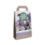 Bloembollen tas Asters (voor 1 m2)