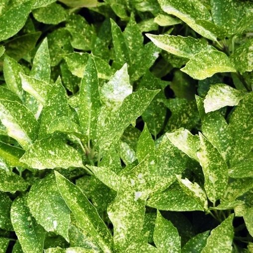 Aucuba japonica 'Crotonifolia'