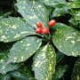 Aucuba japonica 'Crotonifolia'