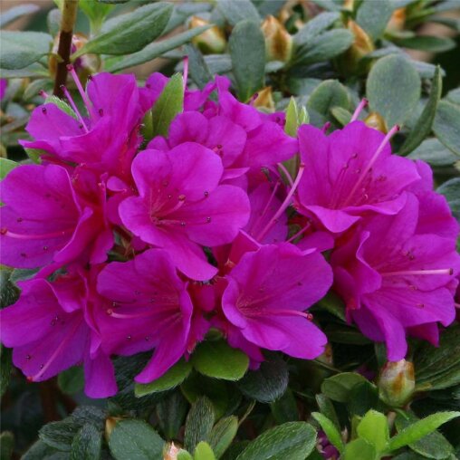 Azalea paars