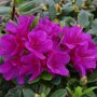 Azalea paars
