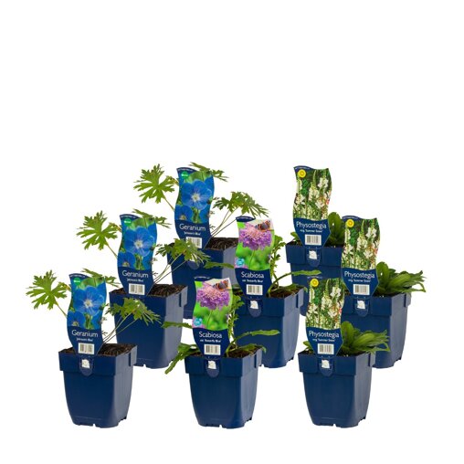 Borderpakket Beautiful Cool