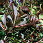 Berberis thunbergii 'Red Chief' close up