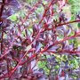 Berberis thunbergii 'Red Chief' close up