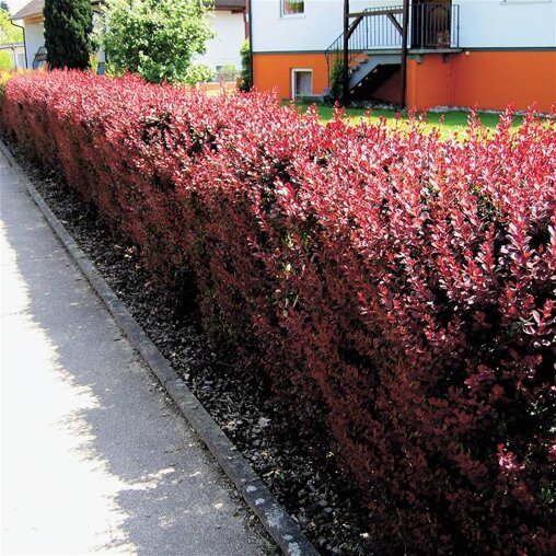 Berberis thunbergii 'Atropurpurea' haag