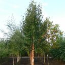 Chinese berk (Betula albosinensis 'Fascination')