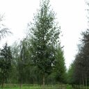 Goudberk (Betula ermanii 'Blush')